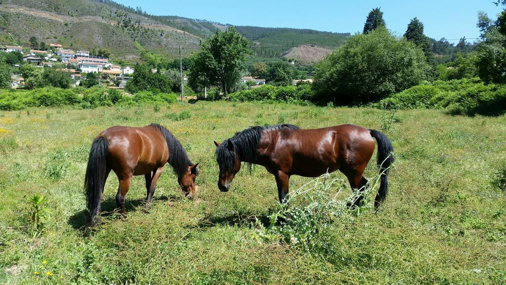 Casa De Baixo - Nature Hotel Alvoco das Varzeas Номер фото